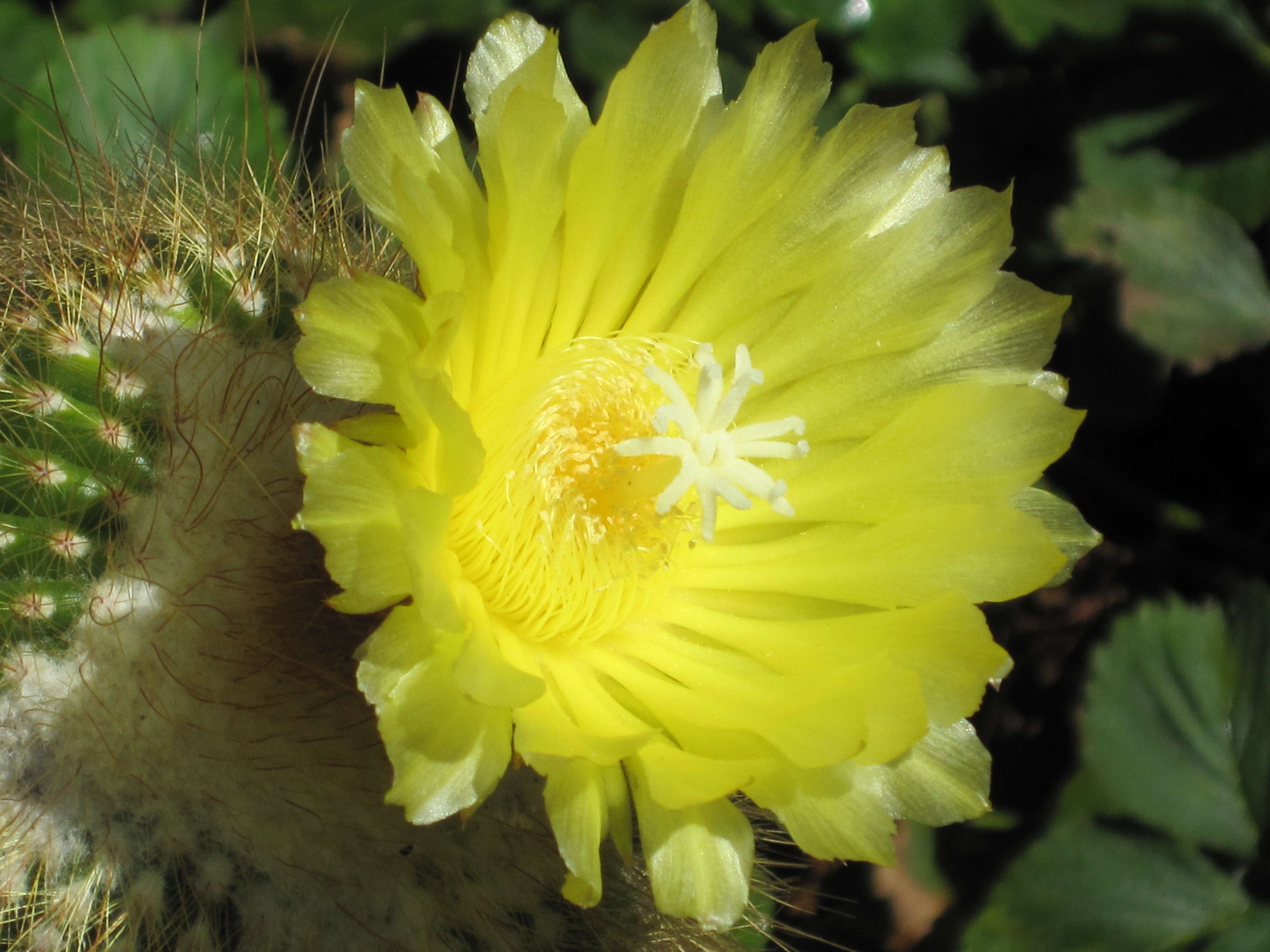 Image of Parodia lenninghausii (F. Haage) F. H. Brandt ex Eggli & Hofacker