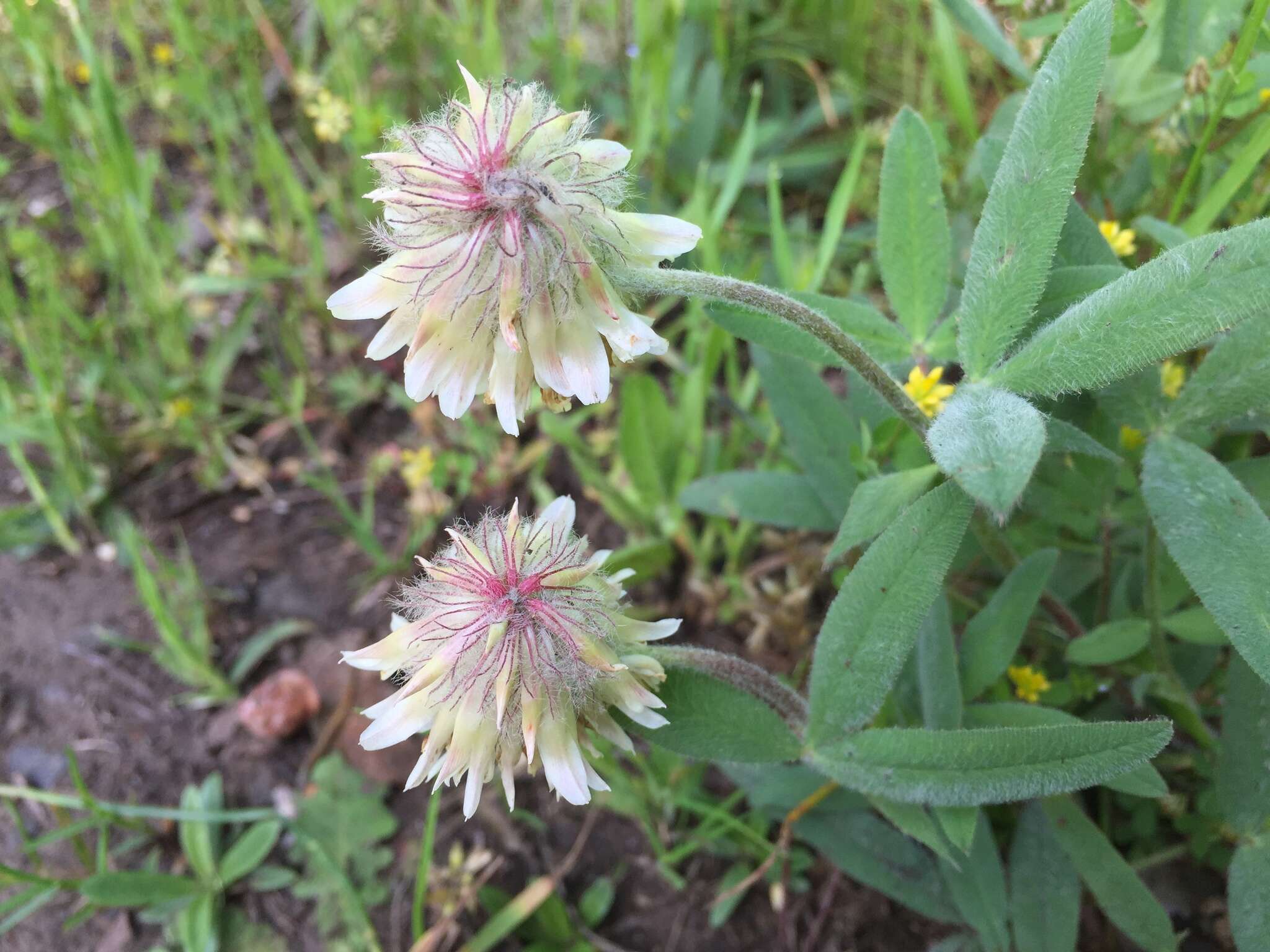 Image of woollyhead clover