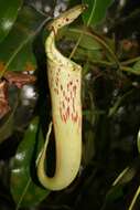 Image of Nepenthes chaniana C. Clarke, Chi. C. Lee & S. McPherson