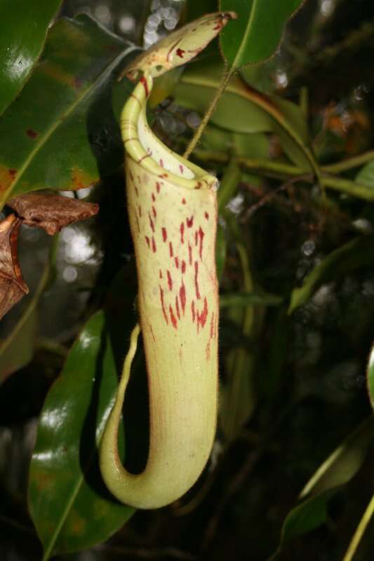 Image of Nepenthes chaniana C. Clarke, Chi. C. Lee & S. McPherson