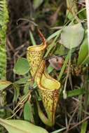 Image of Pitcher plant