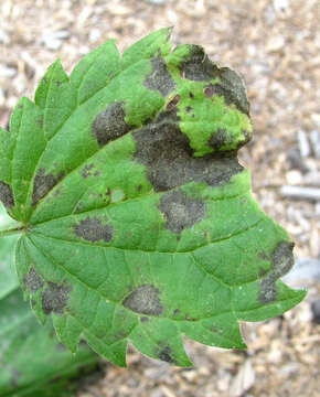 Image of Pseudoperonospora urticae