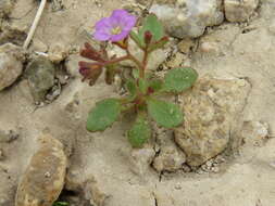 Phacelia pulchella A. Gray resmi