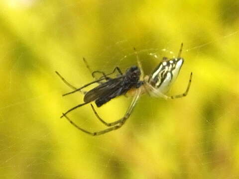 Image of Leucauge festiva (Blackwall 1866)