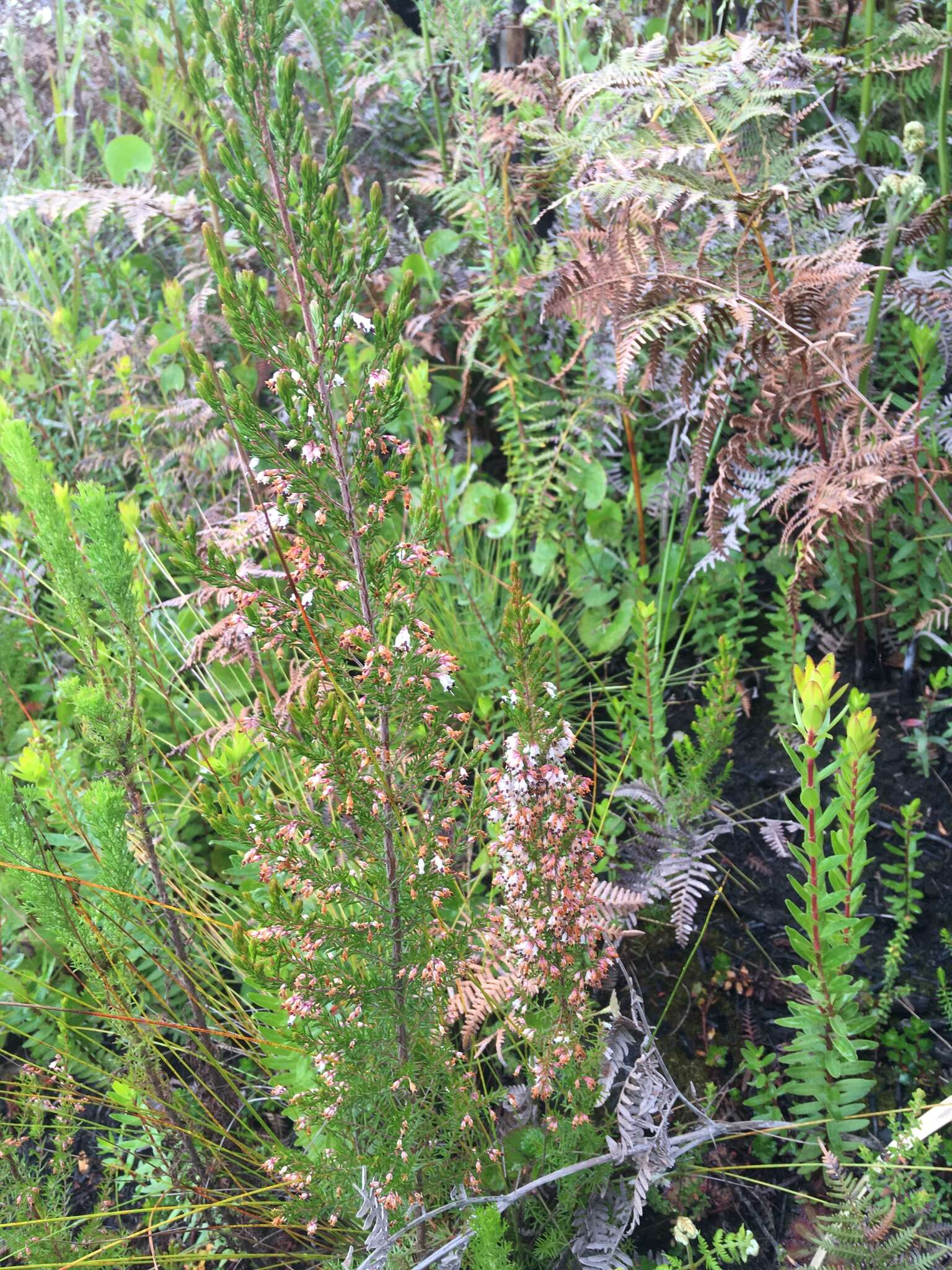 Image of Erica fuscescens (Klotzsch) E. G. H. Oliver