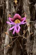 Image of Schizanthus carlomunozii var. dilutimaculatus V. Morales & Muñoz-Schick