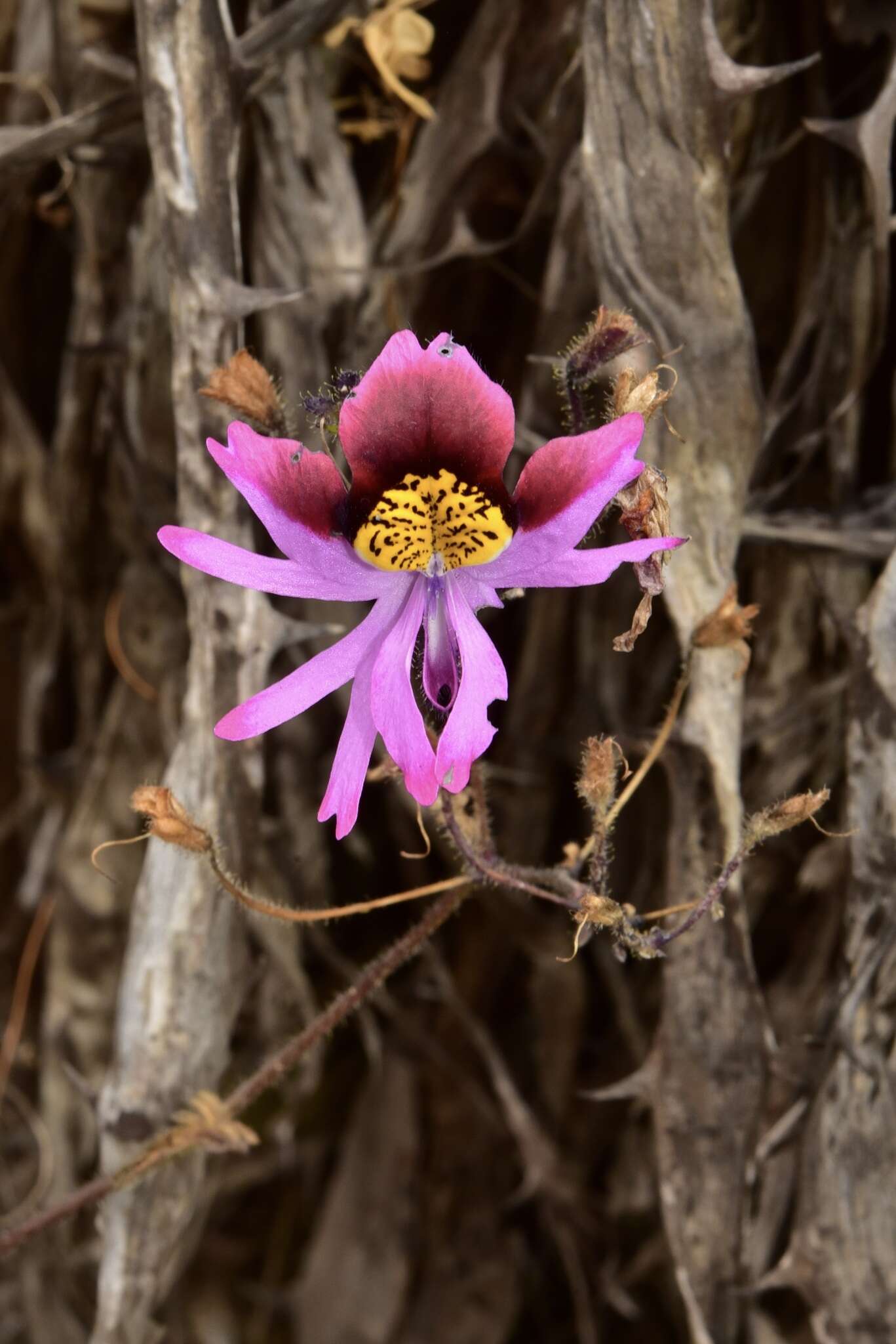 Image of Schizanthus carlomunozii var. dilutimaculatus V. Morales & Muñoz-Schick