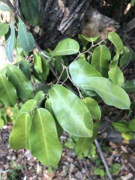 صورة Uvaria lucida subsp. virens (N. E. Br.) Verdc.