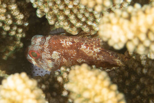 Image of Dark-spotted scorpionfish