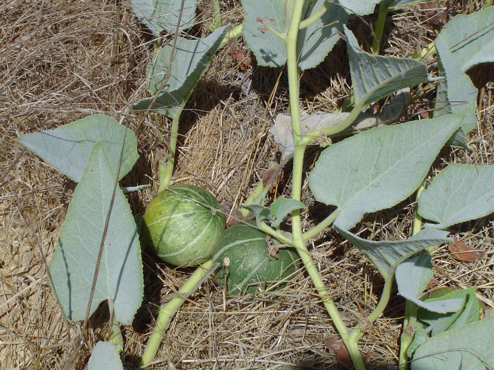 Image of Missouri gourd