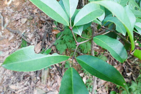 Image of Staphylea ternata (Nakai) Byng & Christenh.