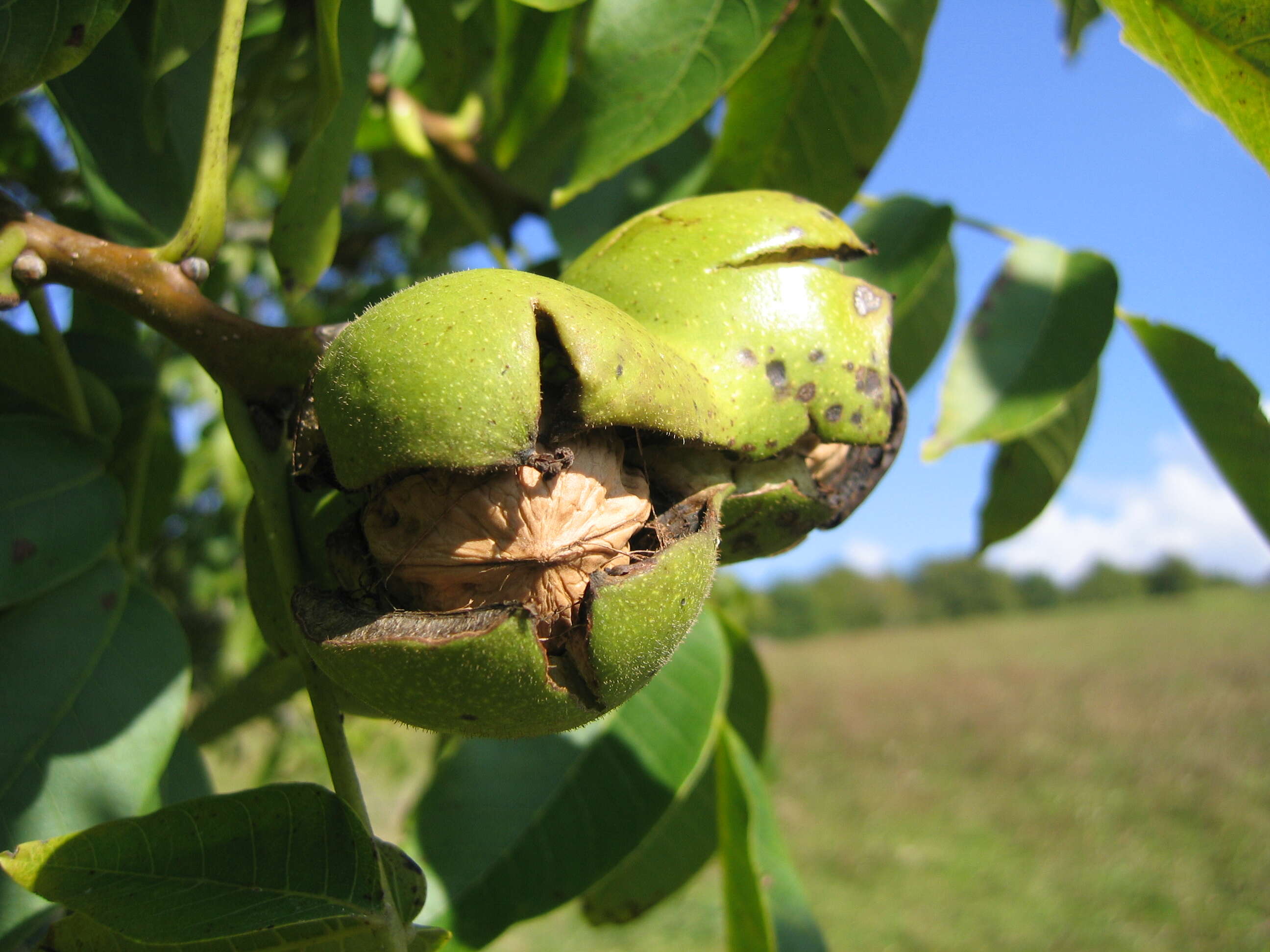 Image of Common walnut