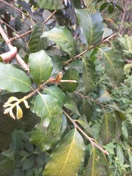 Image of Guarea macrophylla M. Vahl