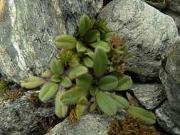 Image of Myosotis lyallii subsp. lyallii