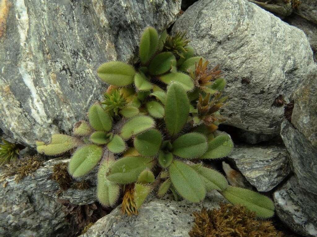 Image of Myosotis lyallii subsp. lyallii