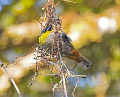 Image of Nelicourvi Weaver