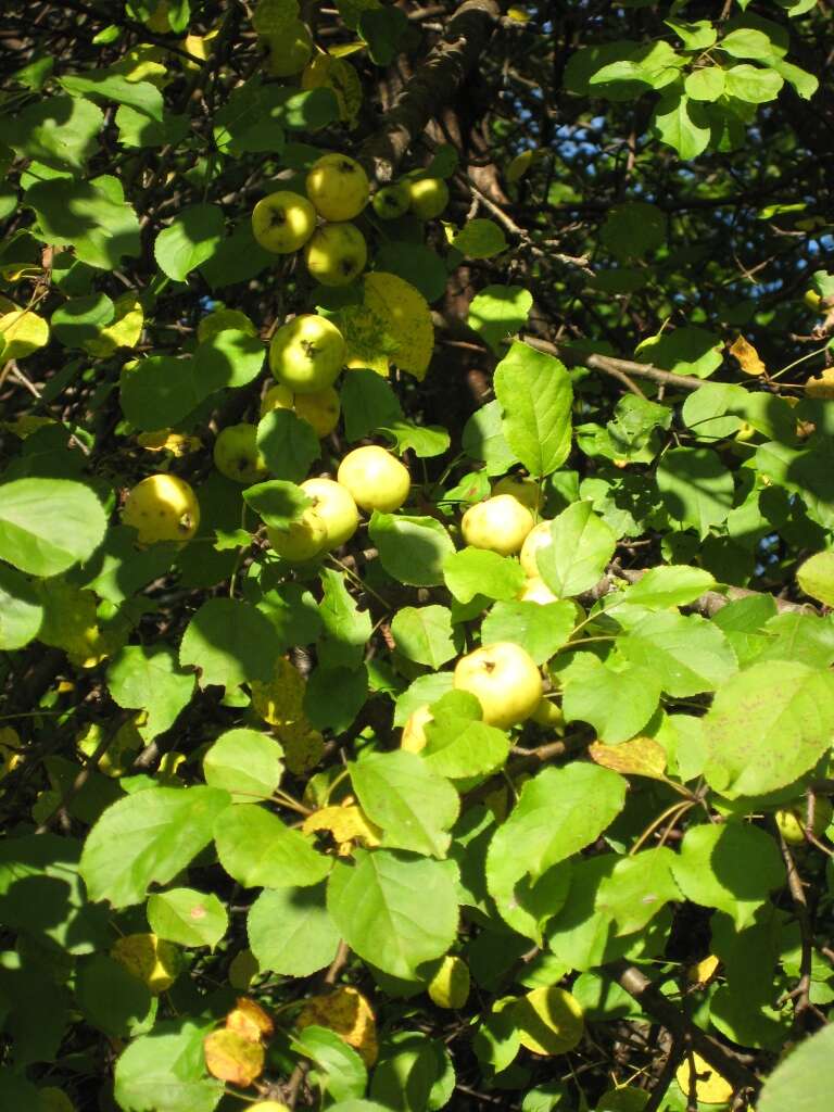 Imagem de Malus sylvestris Mill.