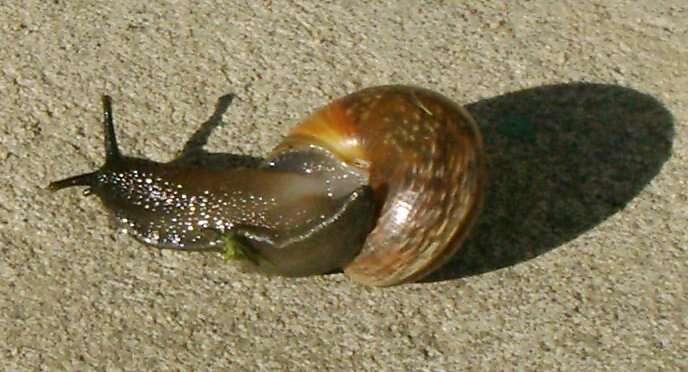 Image of Copse Snail