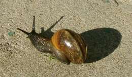 Image of Copse Snail