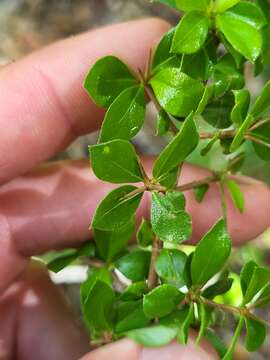 Image of Puerto Rico indigoberry