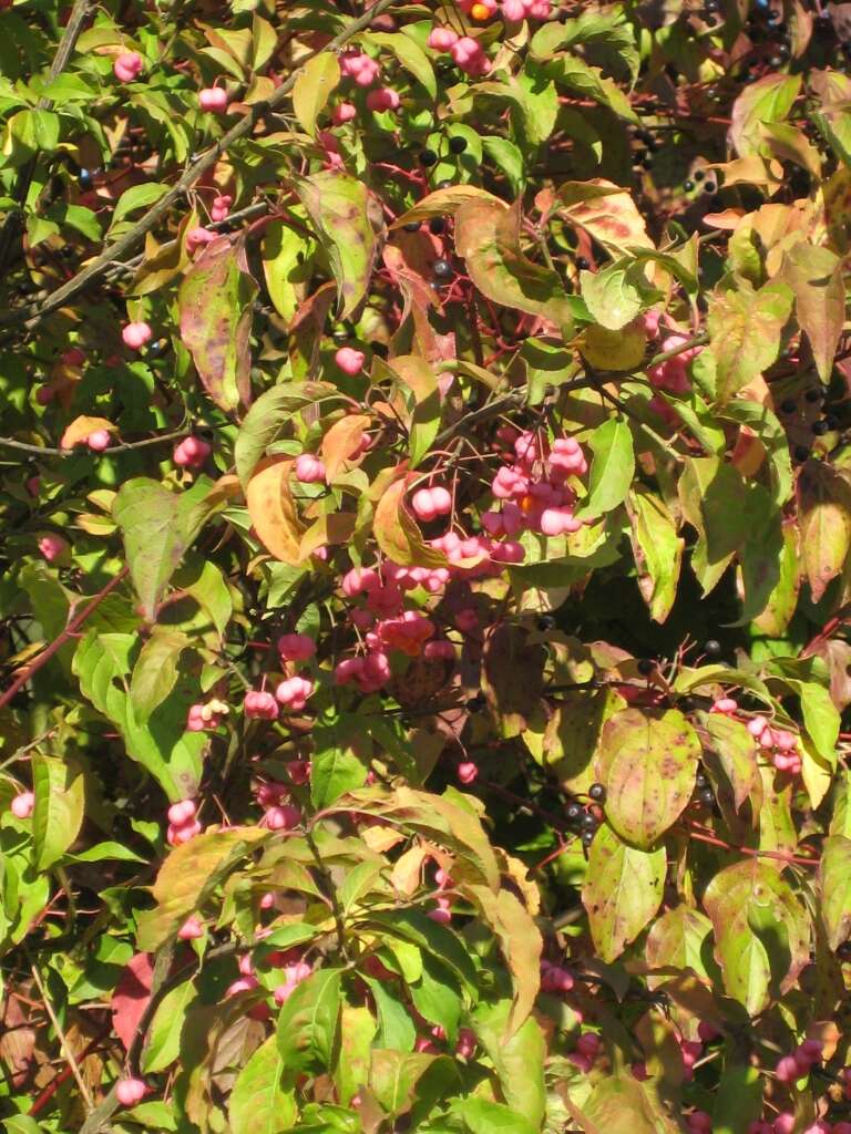 Image of Common spindle tree