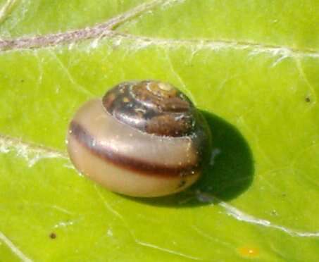 Image of brush snail