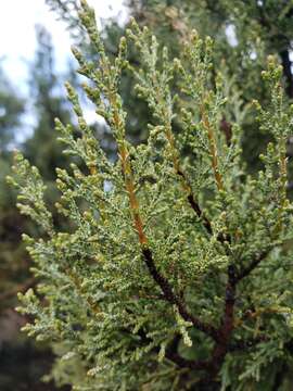Image of macnab cypress