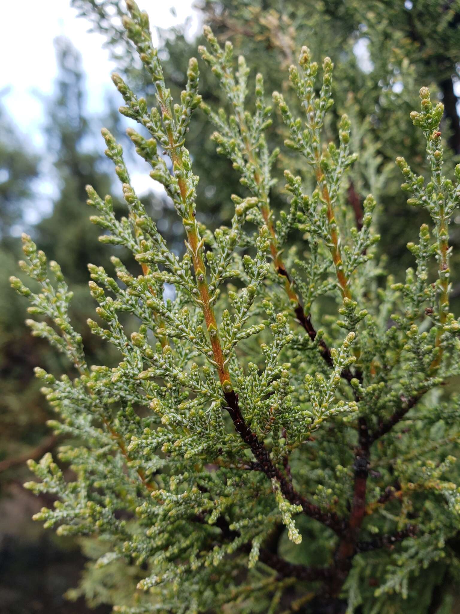 Cupressus macnabiana A. Murray bis resmi