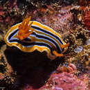 Image de Chromodoris colemani Rudman 1982