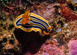 Image of Chromodoris colemani Rudman 1982