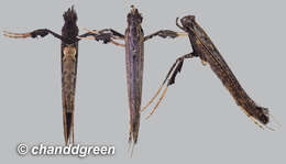 Image of Caloptilia syrphetias (Meyrick 1907)