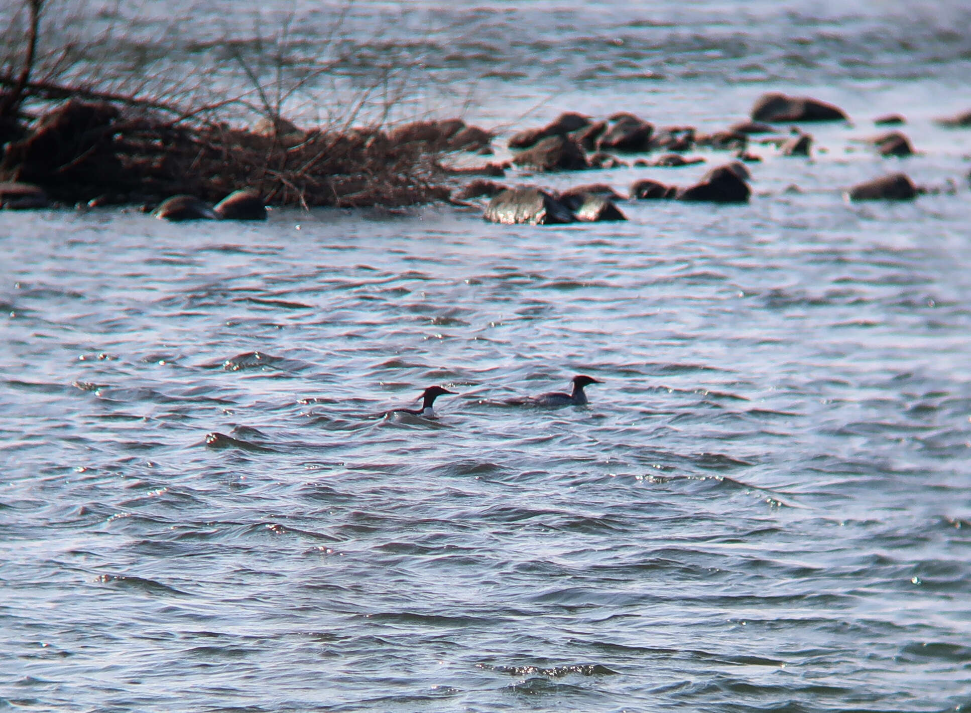 Image of Chinese Merganser