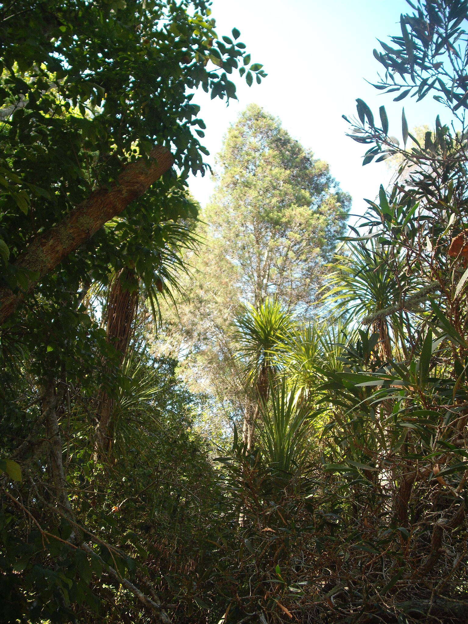 Image of Illawara Mountain Pine