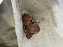 Orthosia gothica Linnaeus 1758 resmi