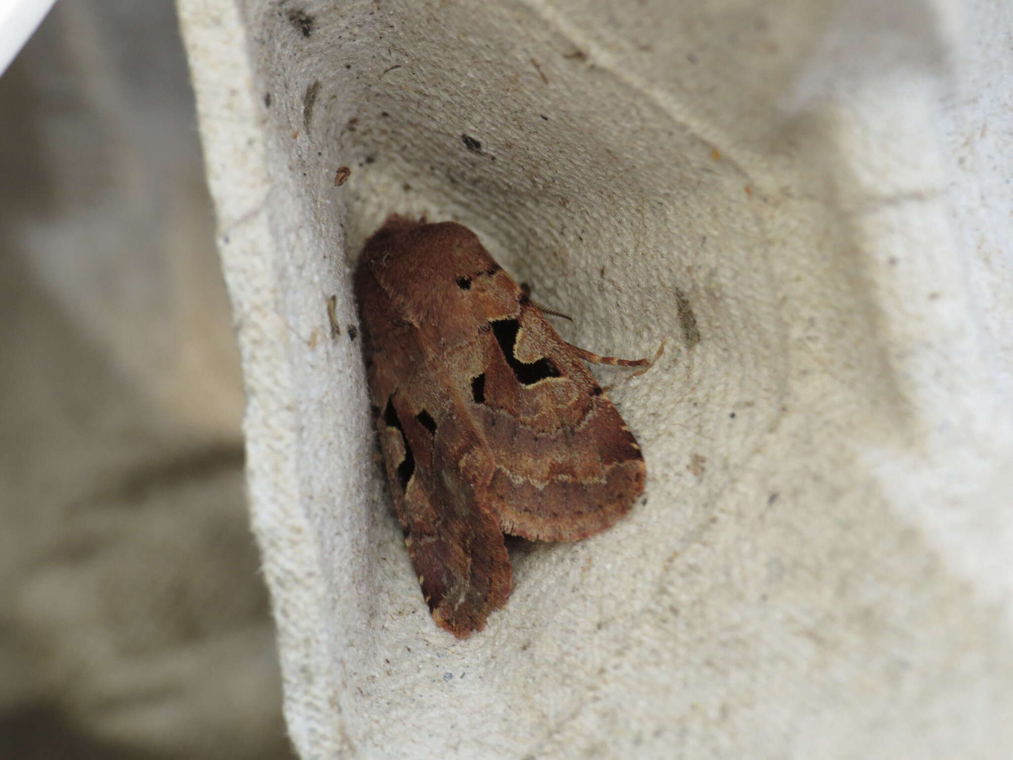 Orthosia gothica Linnaeus 1758 resmi