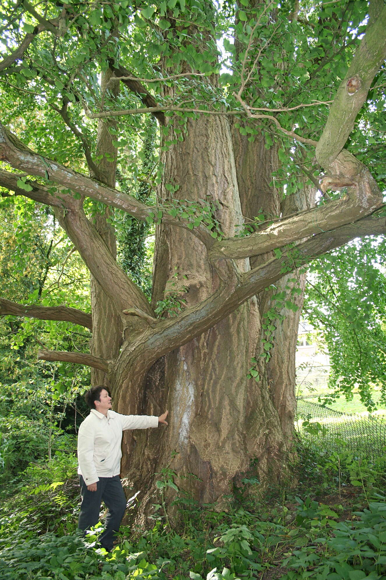 Image of Ginkgoopsida