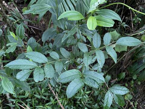 Image de Staphylea occidentalis subsp. occidentalis