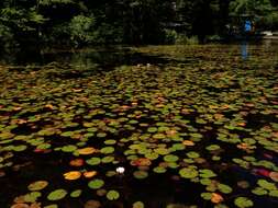 Image of American white waterlily