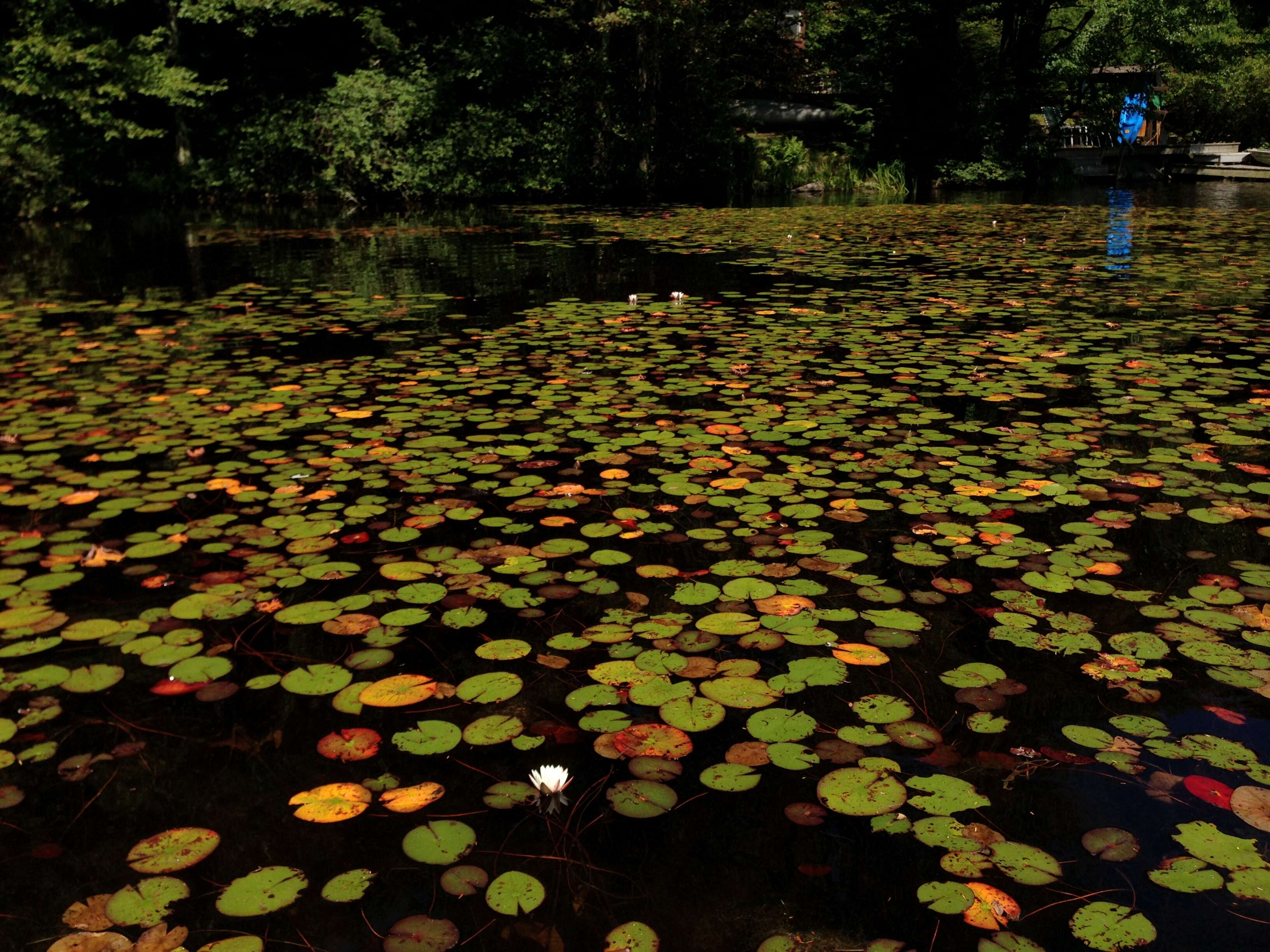 Image of American white waterlily