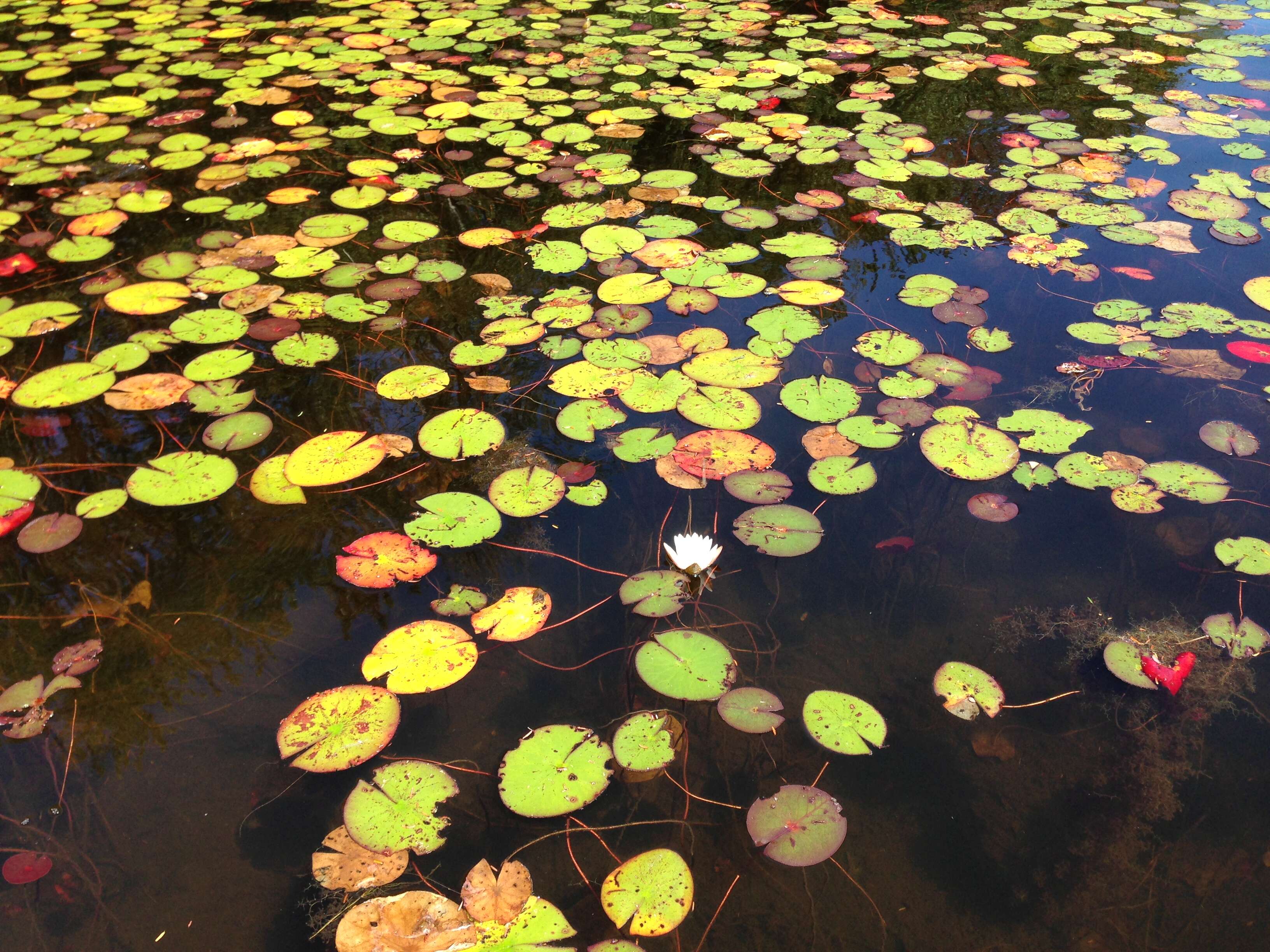 Image of American white waterlily