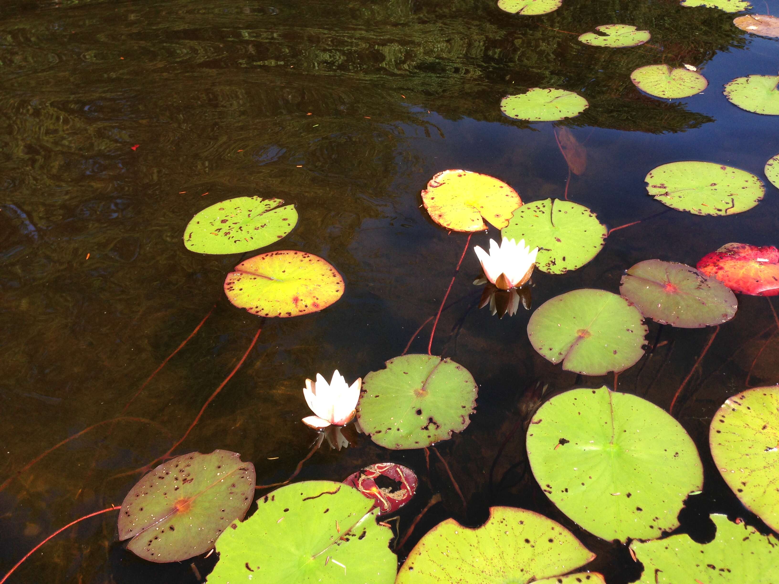 Image of American white waterlily