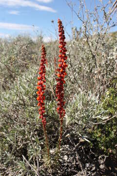 Image of Villadia cucullata Rose