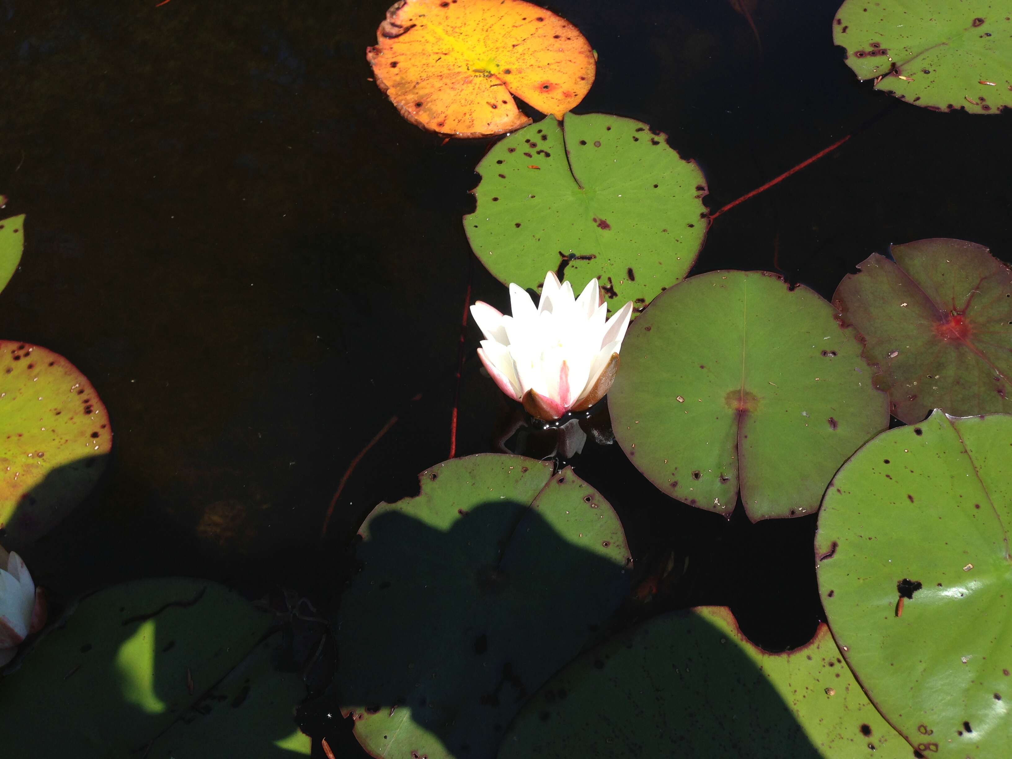 Image of American white waterlily