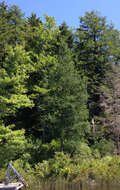 Image of American Larch