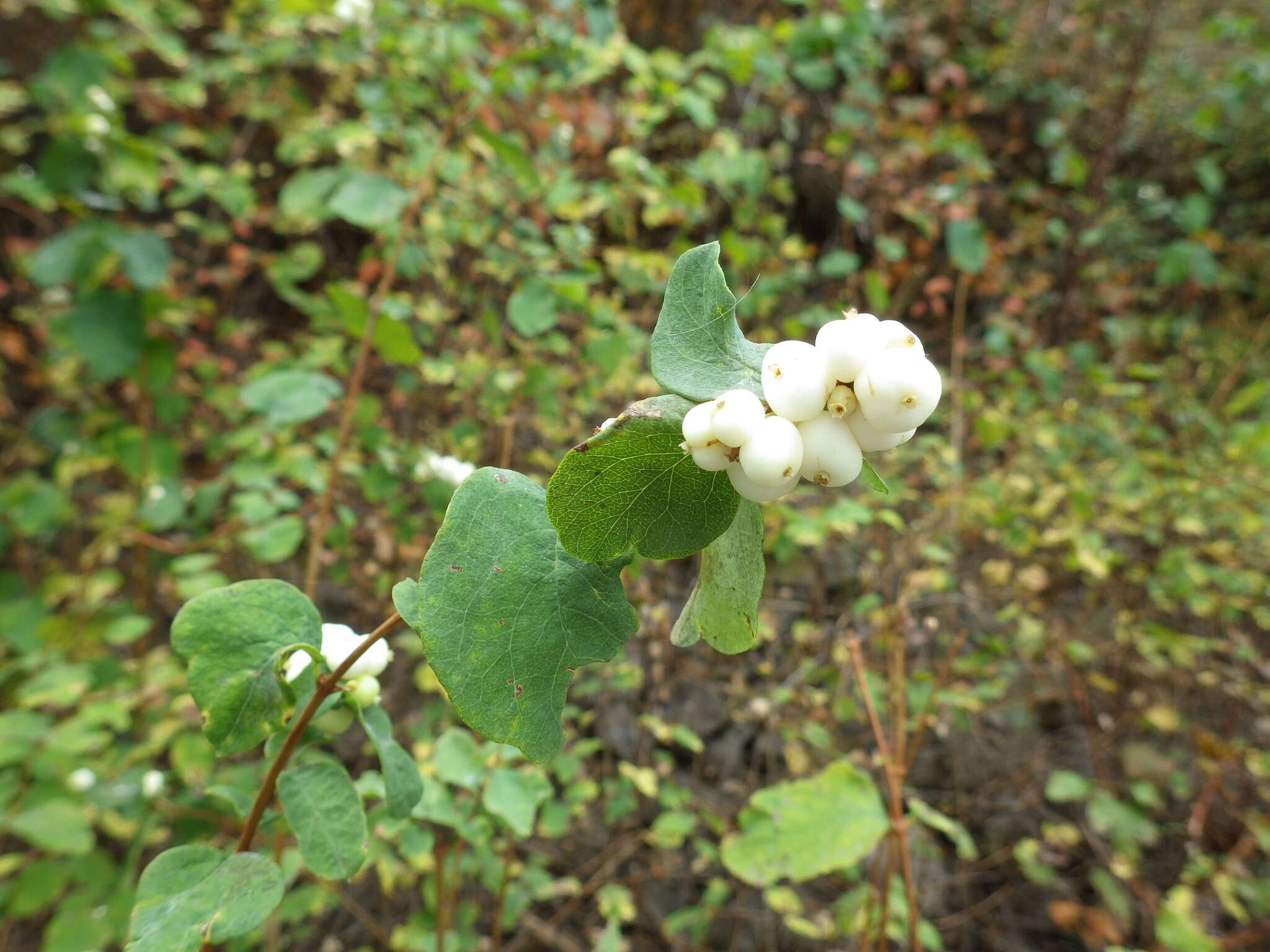 Image of common snowberry