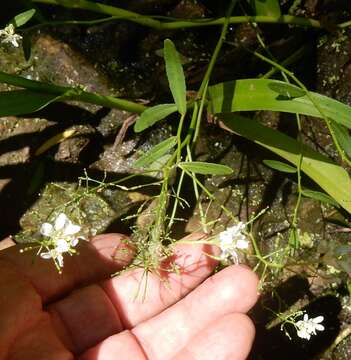 Image of Lakecress