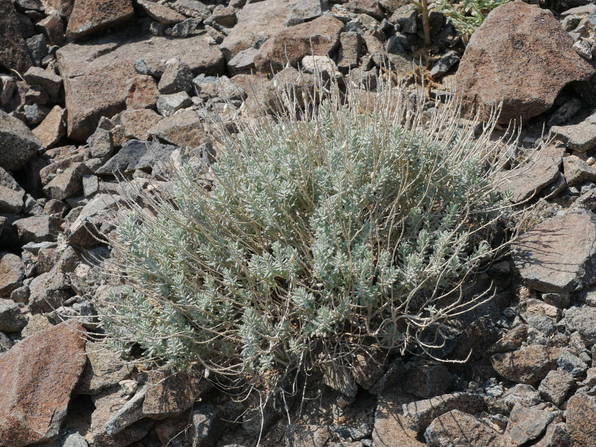 Image of Teucrium stocksianum Boiss.