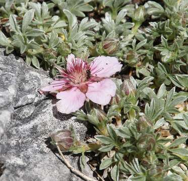 Image de Potentilla nitida L.