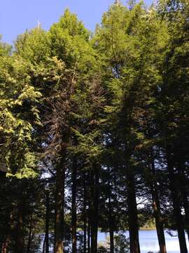 Image of eastern hemlock