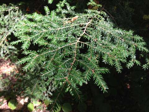 Image of eastern hemlock